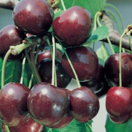 Las flores no aguantan temperaturas inferiores a los -3ºC. La hermosa estampa de los Cerezos en flor ha hecho que sea un árbol muy apreciado para la decoración de jardines aprovechando su esplendorosa floración de primavera.   El Cerezo puede alcanzar alturas de hasta 25 metros. Tiene un porte derecho y firme con tendencia a tener la copa estrecha. La corteza de los Cerezos es grisácea con tonos rojizos y con una peculiar disposición en forma de placas divididas por fisuras. Es un árbol de hoja caduca al que le gustan la mayoría de los tipos de suelos excepto con los que sean muy húmedos. La hojas de los Cerezos, por lo general, se vuelven rojas en otoño.  El Cerezo Picota crece con rapidez, puede llegar a crecer un metro por año, y da Cerezas a partir del segundo año llegando a ser, en ocasiones, de producción abundante ese mismo año.   Los Cerezos se distinguen, también, por los pocos cuidados que necesitan para su crecimiento y producción. Es un árbol fuerte y tiene tendencia a enraizar de forma profunda y ocupando grandes espacios del subsuelo.  Los Cerezos pueden llegar, con facilidad, a ser centenarios pero a estas edades tienden a estar muy castigados por las enfermedades. Resisten perfectamente el frío pero se encuentran mejor en climas no tan duros.  Los Cerezos provienen originalmente de alguna zona comprendida entre Grecia y el Mar Negro.
